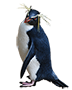 Fiordland Penguin