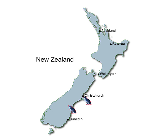 Penguins in New Zealand